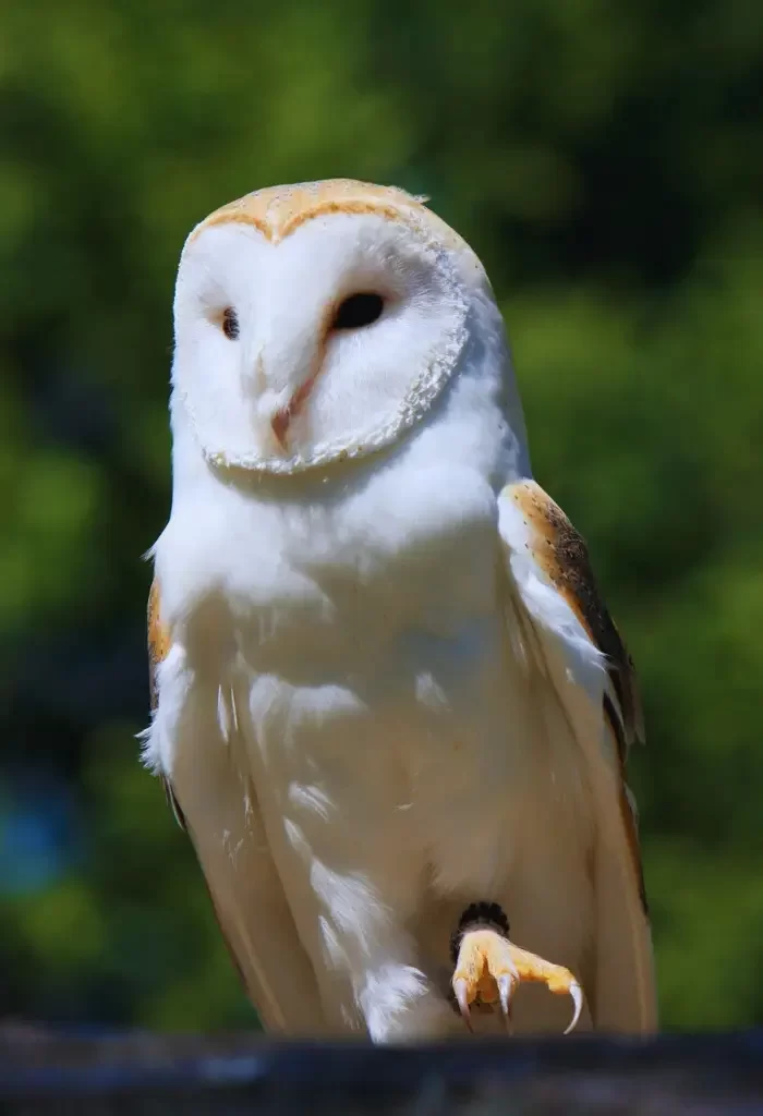 a Barn Owl