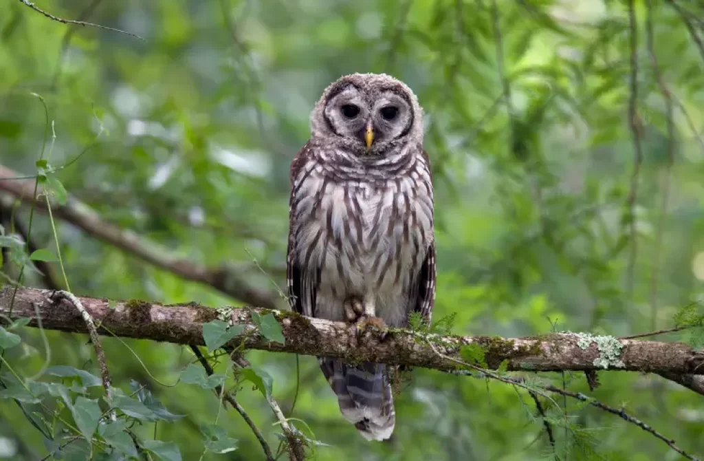 a Barred Owl perched on a tree in the forest
