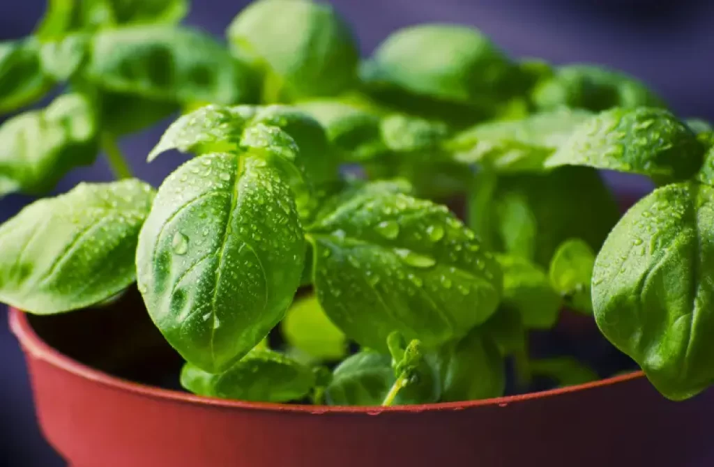 Dew-kissed green basil leaves in a terracotta pot.