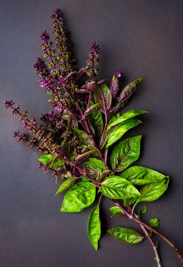 Purple and green basil leaves with flower spikes on a dark background.