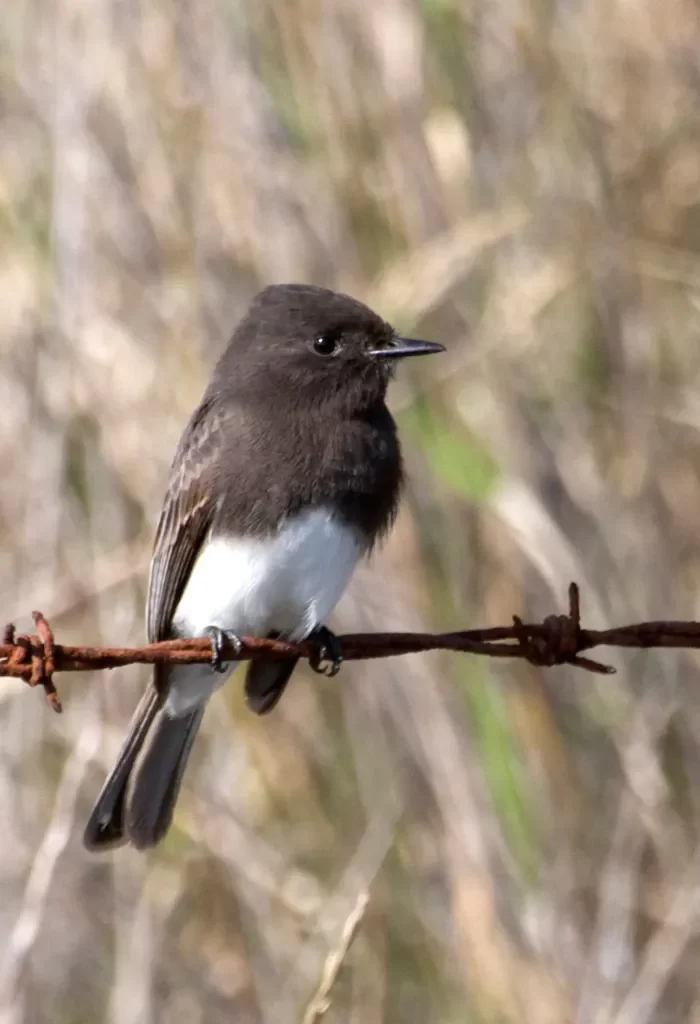 Black Phoebe perched on rusty barbed wire with a natural background.