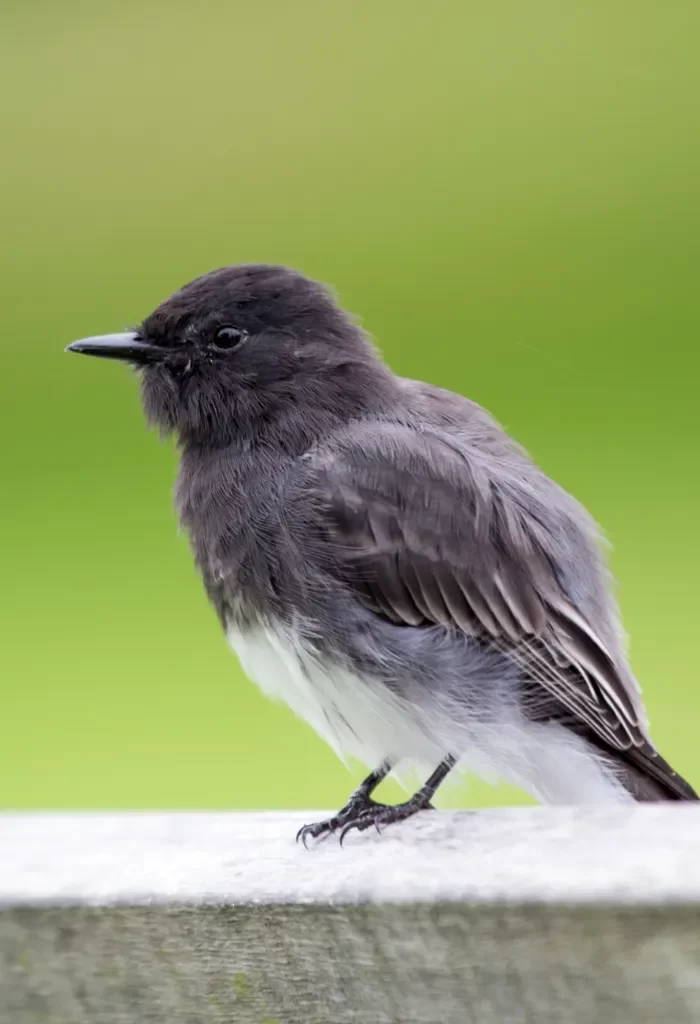 Black Phoebe bird perched on a ledge with a vibrant green background.