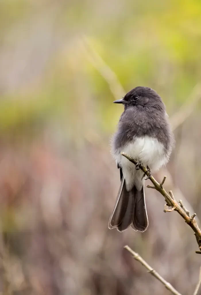 Black Phoebe perched on a twig with a blurred green background.