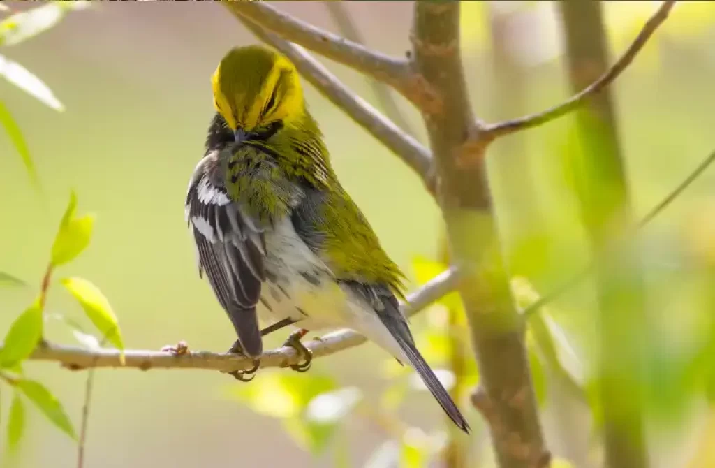 Black-throated Green Warbler perched on a branch.