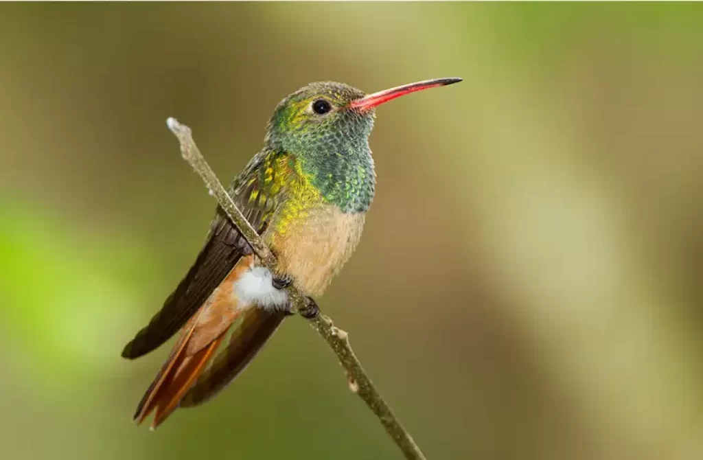 A Buff-bellied Hummingbird with a green body and brown wings, perched on a branch against a soft green background.