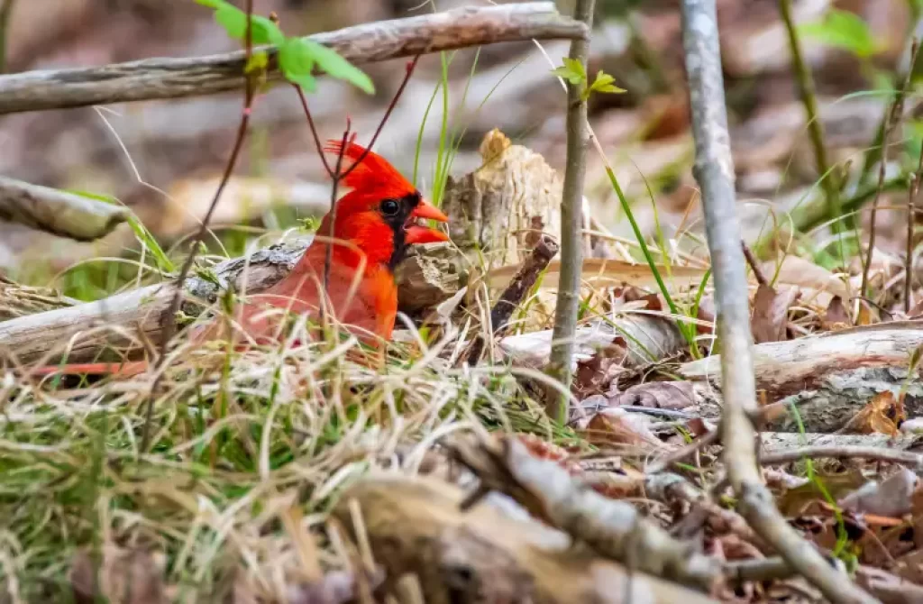 Cardinal perched among twigs and dry leaves on the ground