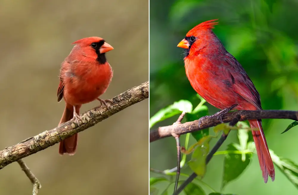 Where Do Cardinals Nest at Night?