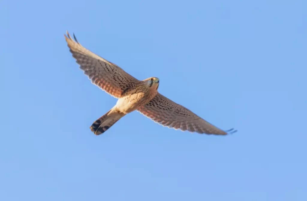 Common Kestrel soaring gracefully against a clear blue sky, displaying its detailed wing pattern and focused gaze.