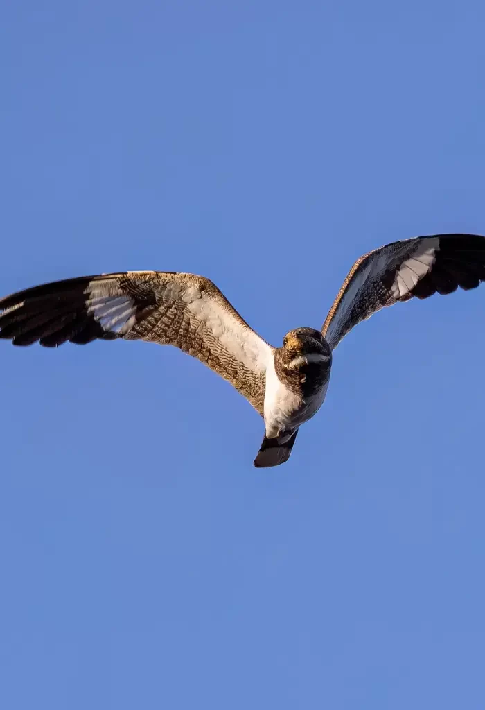 Common Nighthawk in flight against a clear blue sky, showcasing its detailed wing pattern.