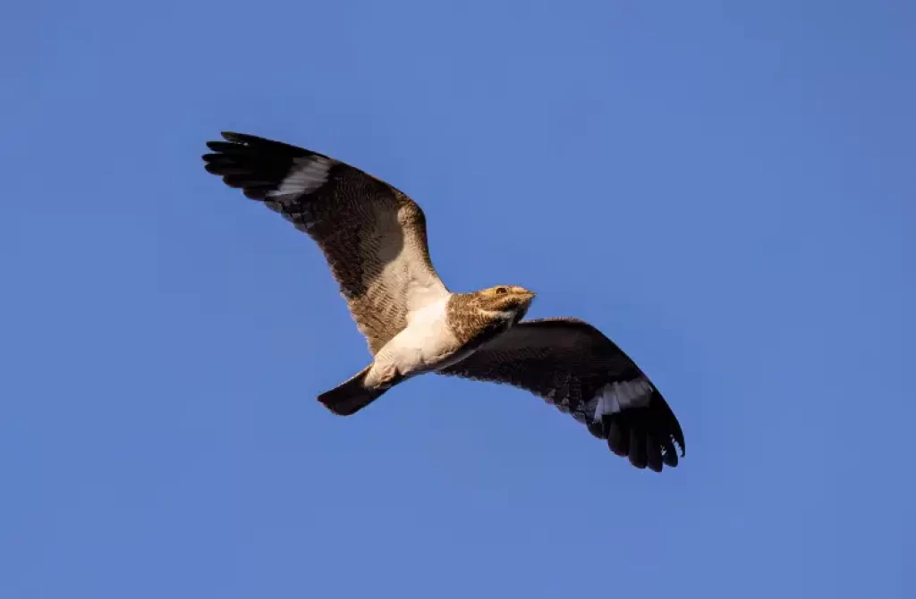 Common Nighthawk in the sky.