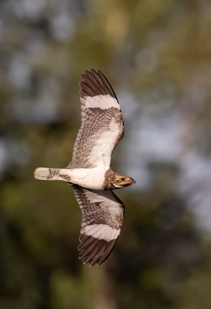 Common Nighthawk soaring with spread wings, captured with a blurred forest background.