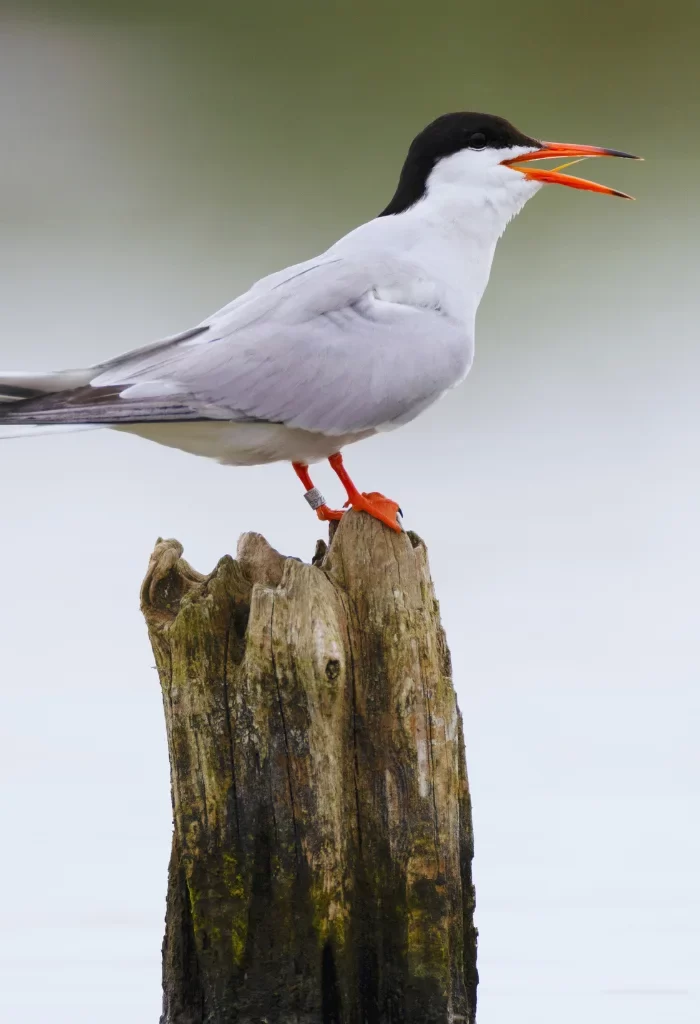 Common Tern vocalizing on a wooden post with orange legs and black cap.