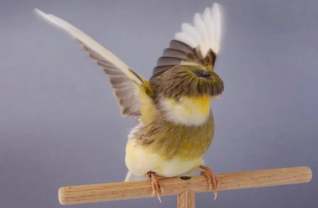 Crested Canary perched on a wooden stick, flapping its wings.