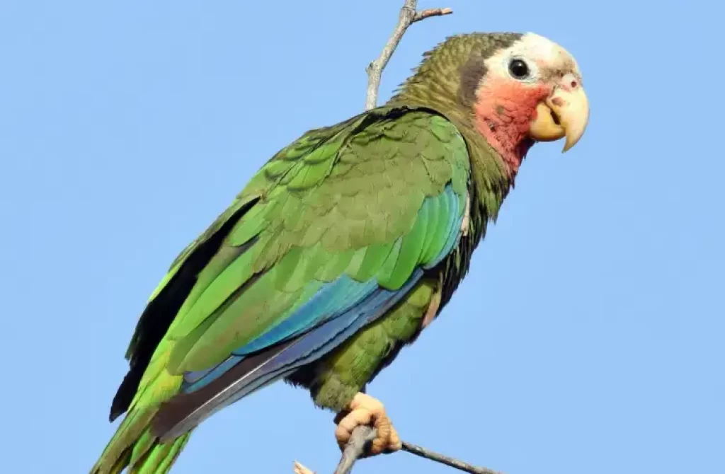 a Cuban Parrot perched on a tree branch.