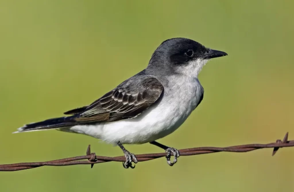 Eastern Kingbird perched on rusted barbed wire with green background.