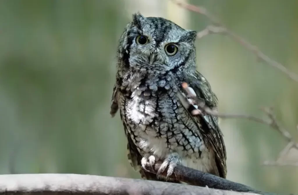 an Eastern Screech Owl perched on a tree branch