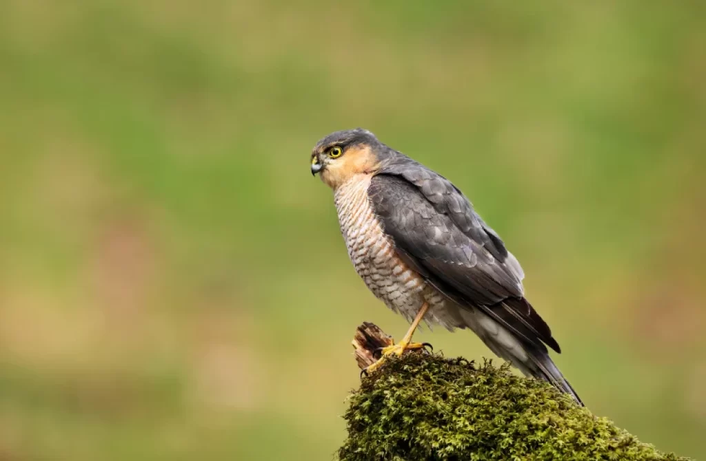 Sparrowhawk perched on a moss-covered stump, looking to the side.