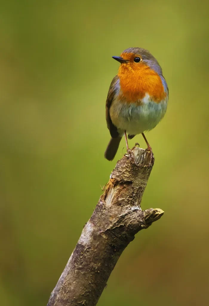 European Robin perched on a rustic branch with a green background.