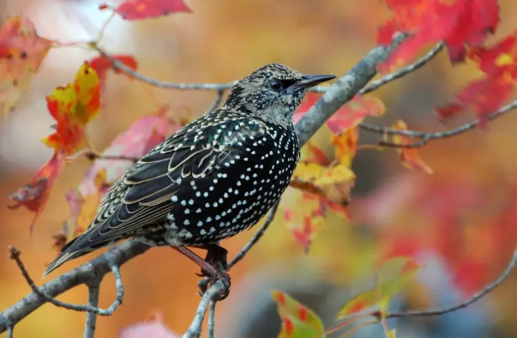 European Starling bird perched on branch amidst vibrant autumn leaves