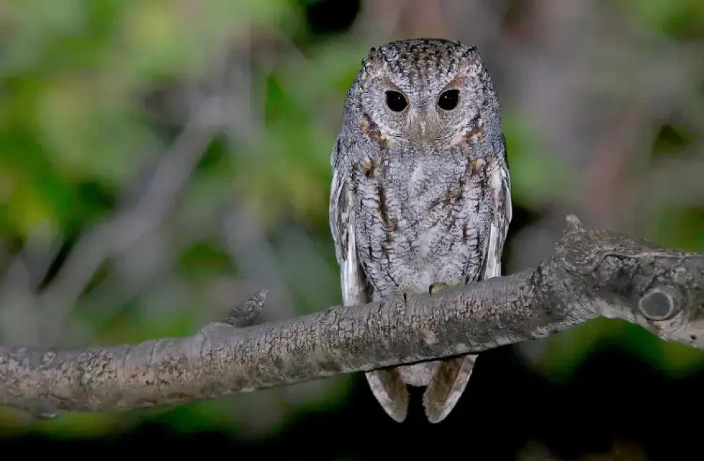 A Flammulated Owl perched on a tree branch