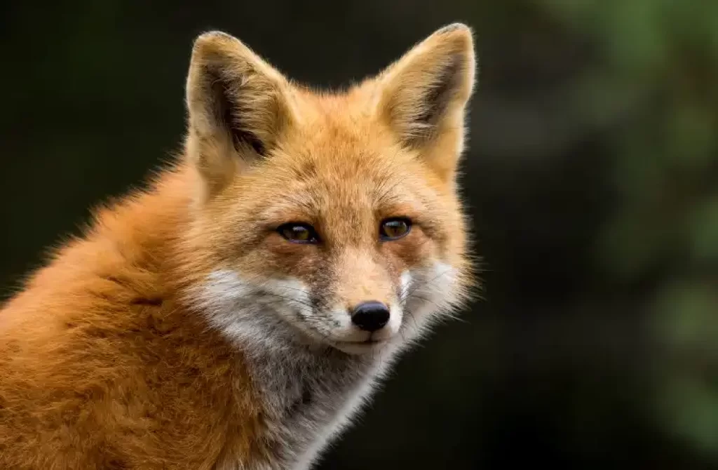 Close-up of a fox with a focused gaze against a dark background.