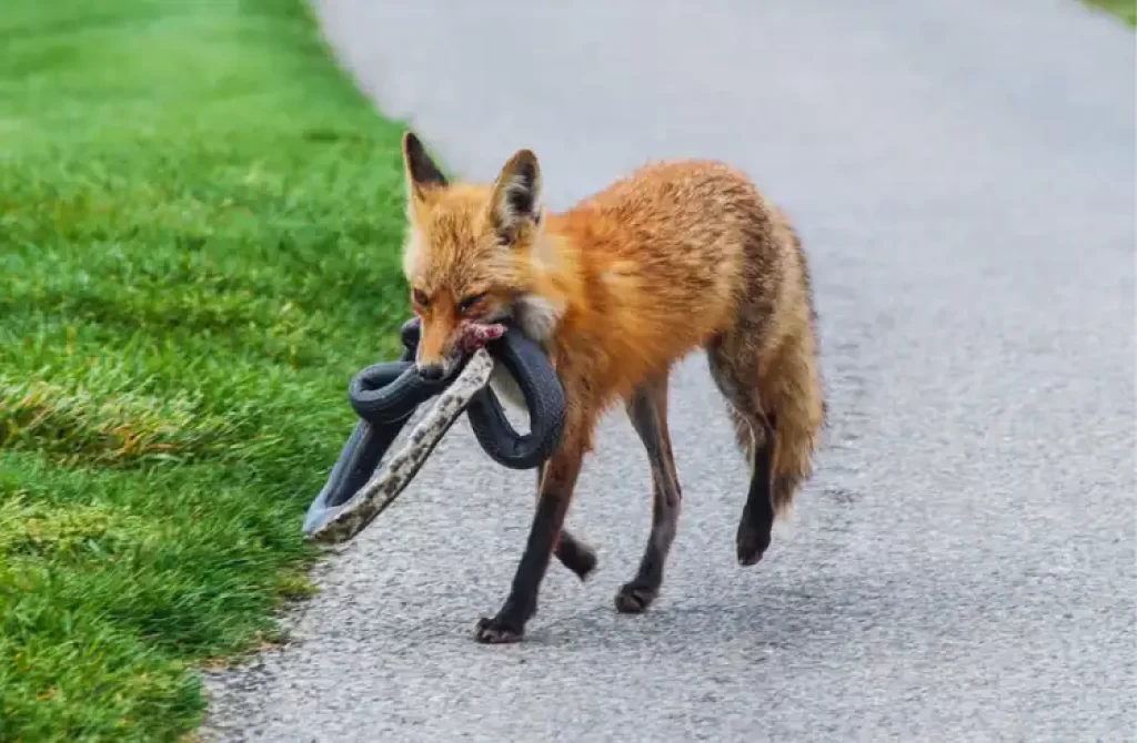 Fox carrying a snake in its mouth while walking on a road.