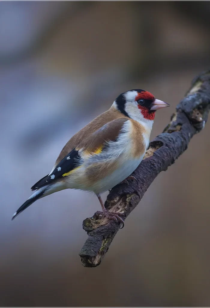 European Goldfinch perched on a rugged branch, displaying its vibrant red face and speckled wings against a blurred background.