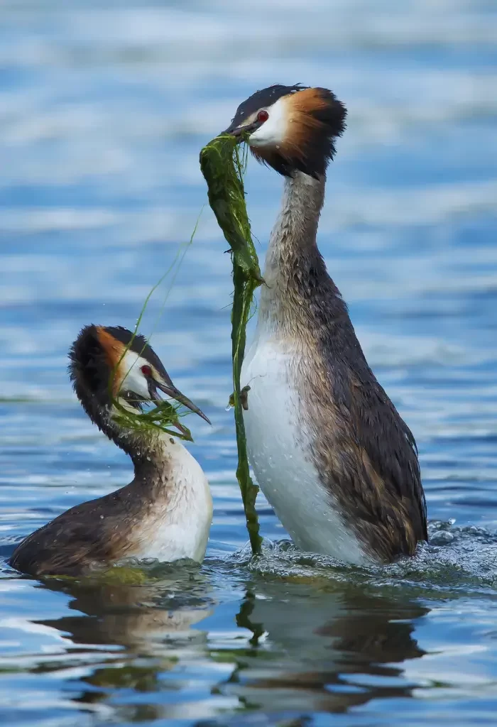 Two Great Crested Grebes in water, one holding green aquatic plants in its beak, with clear reflections on the water surface.