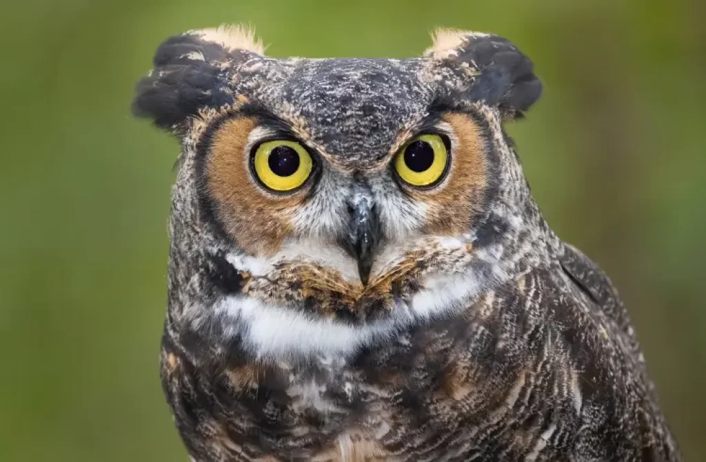 a Great Horned Owl