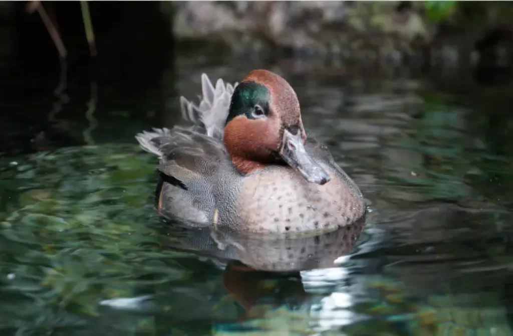 Green-winged Teal duck swimming in clear water with reflections.