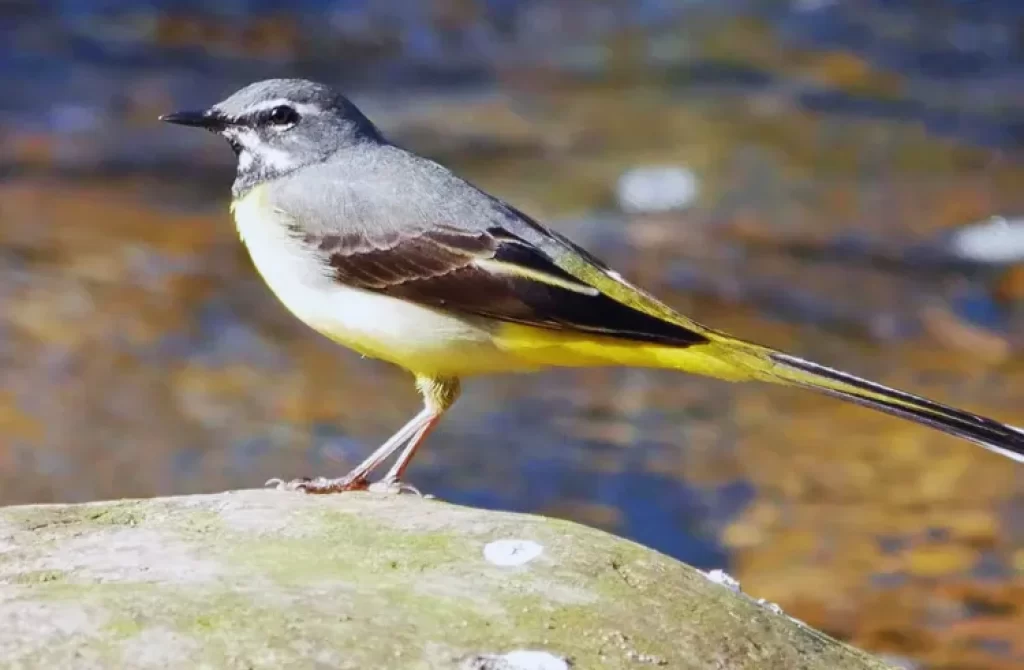 Grey Wagtail with bright yellow plumage, perched on a moss-covered rock near shimmering water.