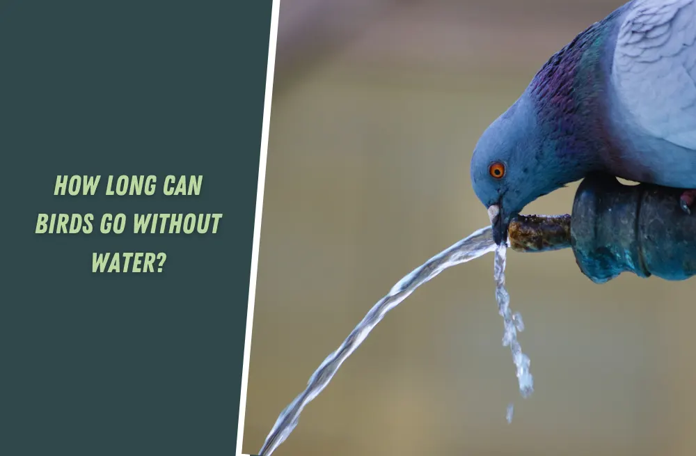 How Long Can Birds Go Without Water?