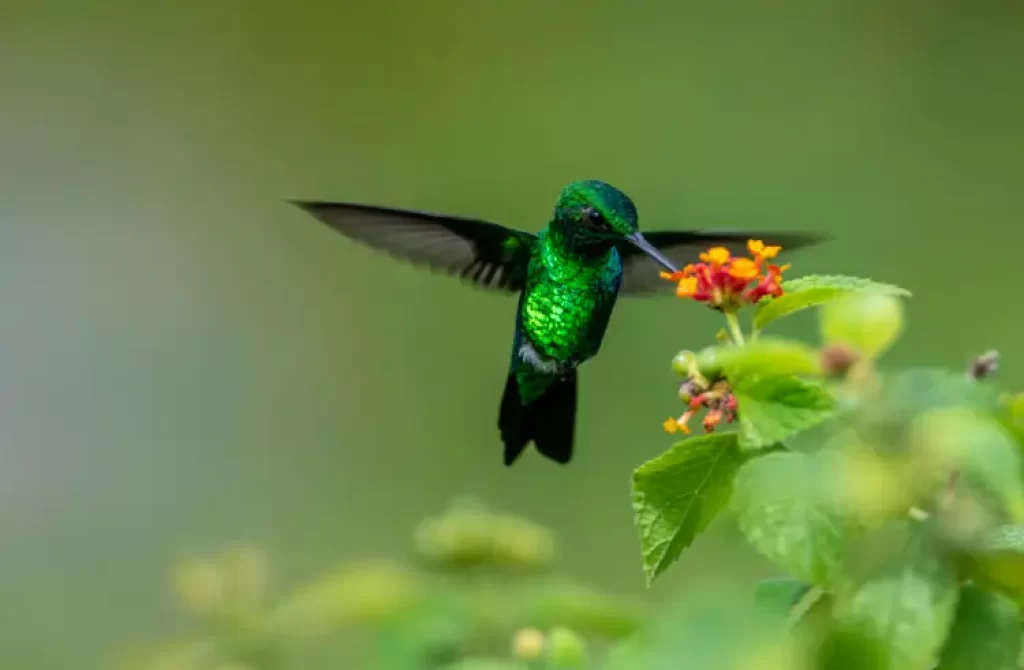 Vibrant green hummingbird feeding on nectar from a flower