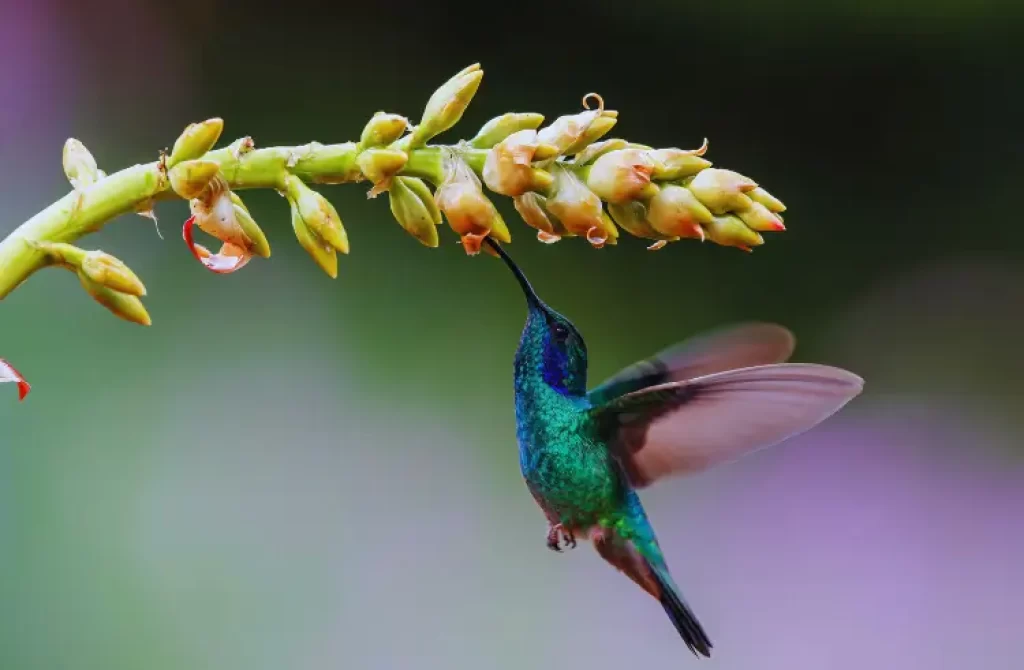Hummingbird in flight, feeding while hovering near a flower