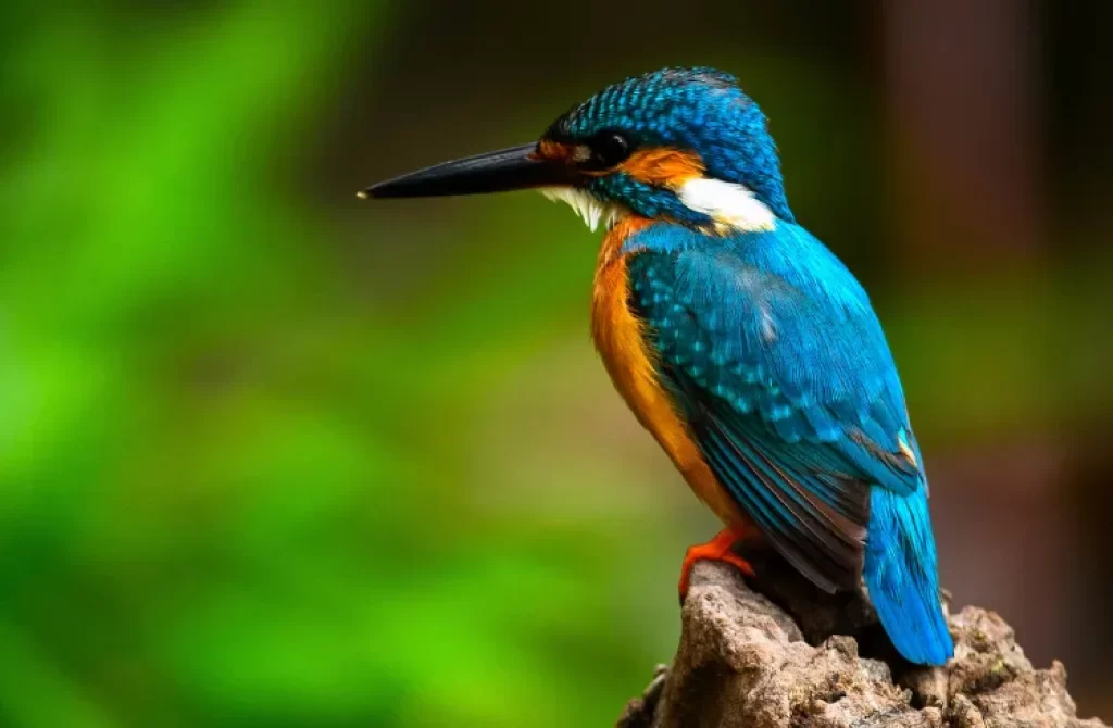Kingfisher with bright blue and orange plumage perched on a tree stump against a vibrant green background."