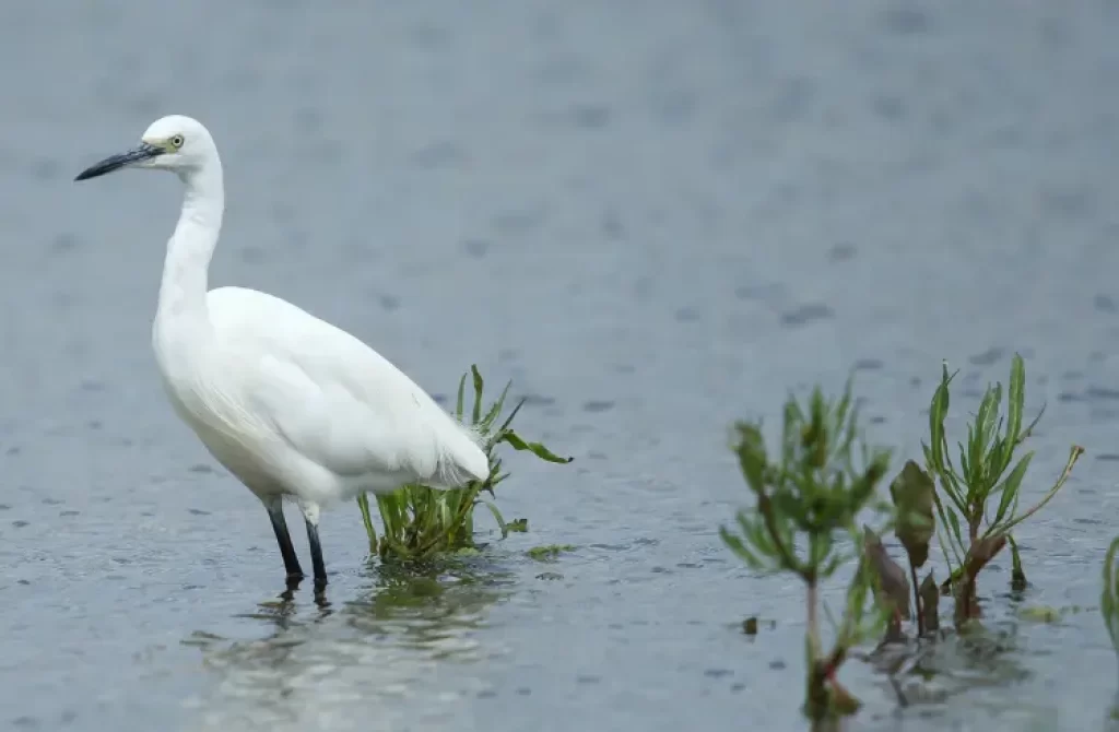 Little Egret standing in shallow water with green plants, looking attentively with a blue-gray background.
