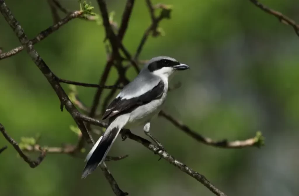 Loggerhead Shrike bird perched on a branch, displaying its distinctive black and white plumage.