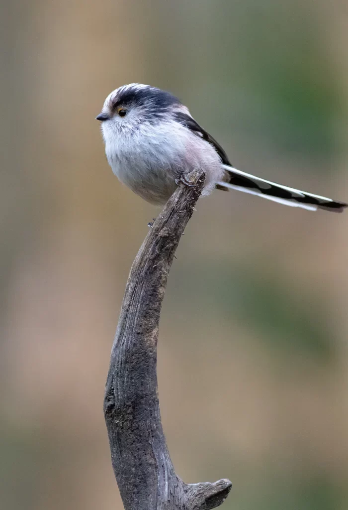 Long-tailed Tit with soft white and gray plumage, perching gracefully on a weathered wooden branch against a blurred green background.
