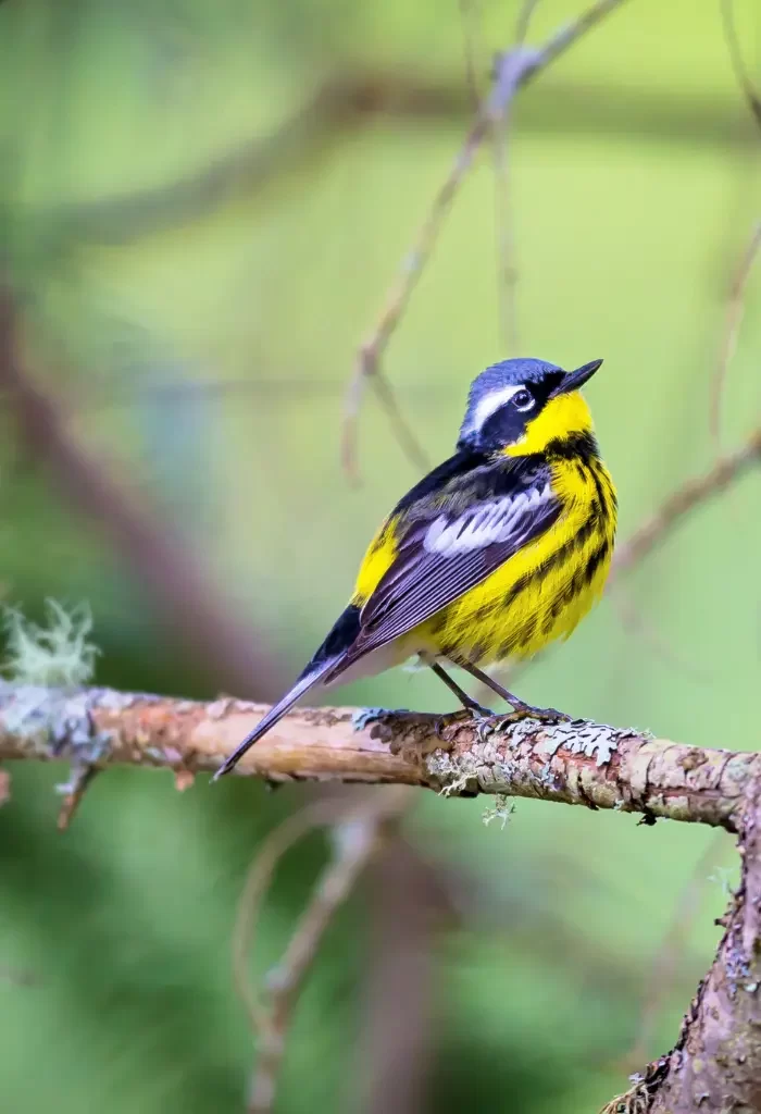 Magnolia Warbler perched on a tree branch.