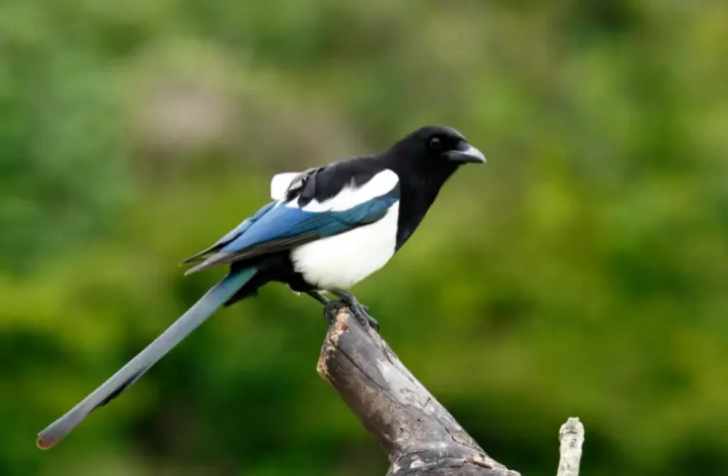 Black and white Magpie bird perched on a tree branch against a green background.
