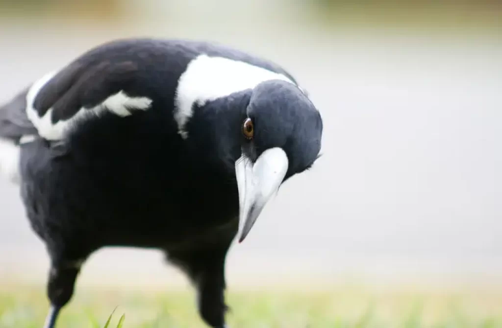 Close-up of a Magpie bird with detailed white markings, looking down on the ground.