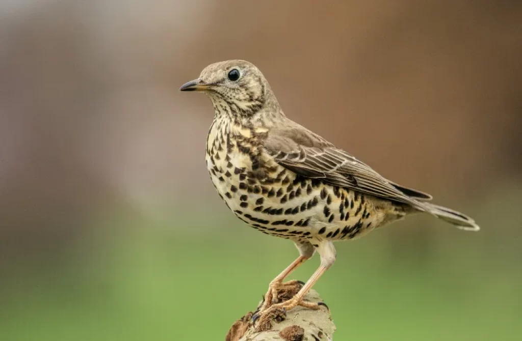 Mistle Thrush perched on a branch, showcasing spotted plumage.