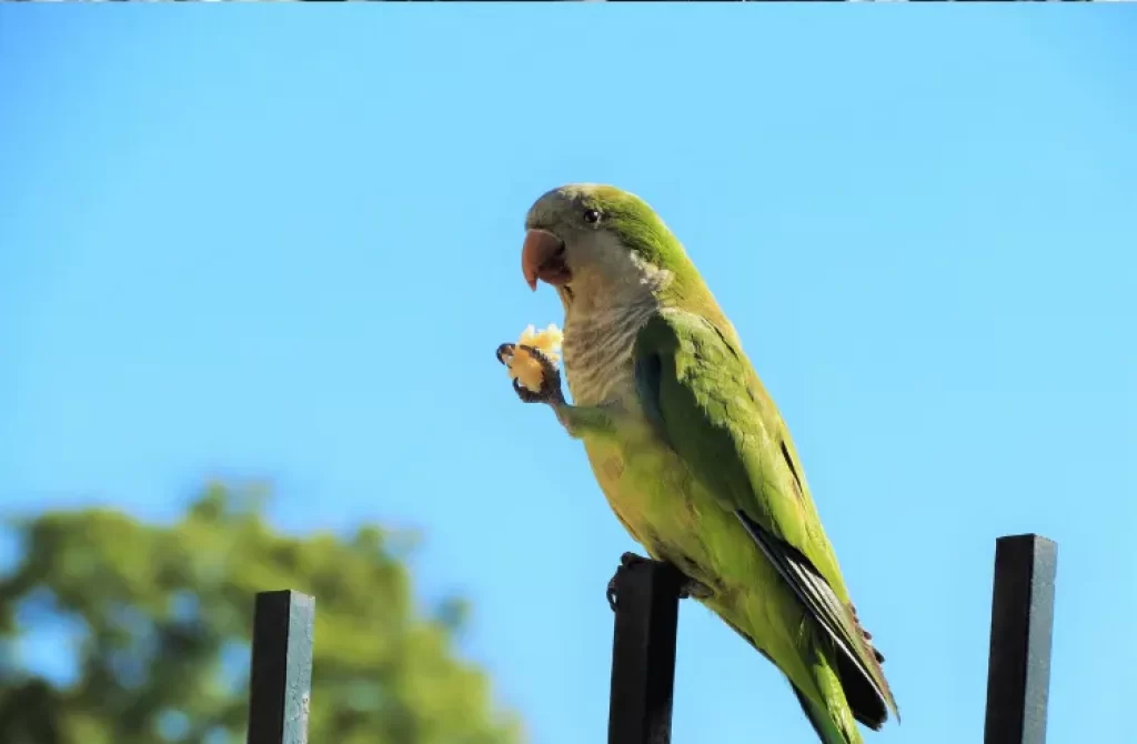 Monk Parakeet enjoying a snack atop a metal fence under a clear blue sky.