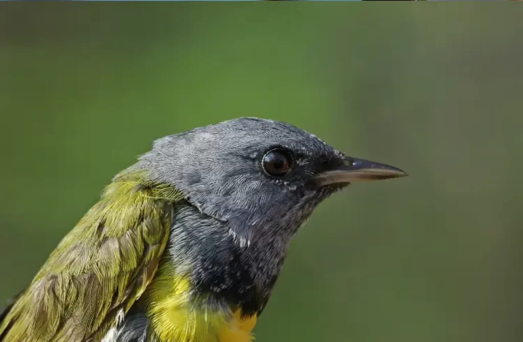 Mourning Warbler with a close-up view of its head and upper body.