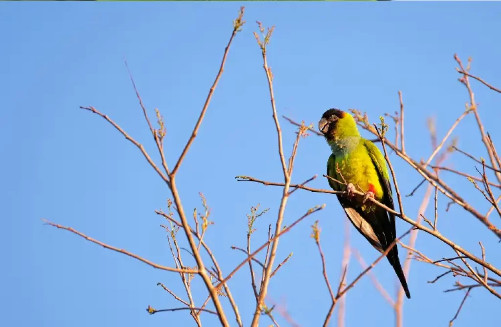 Nanday Parakeet perched on a budding branch against a blue sky.