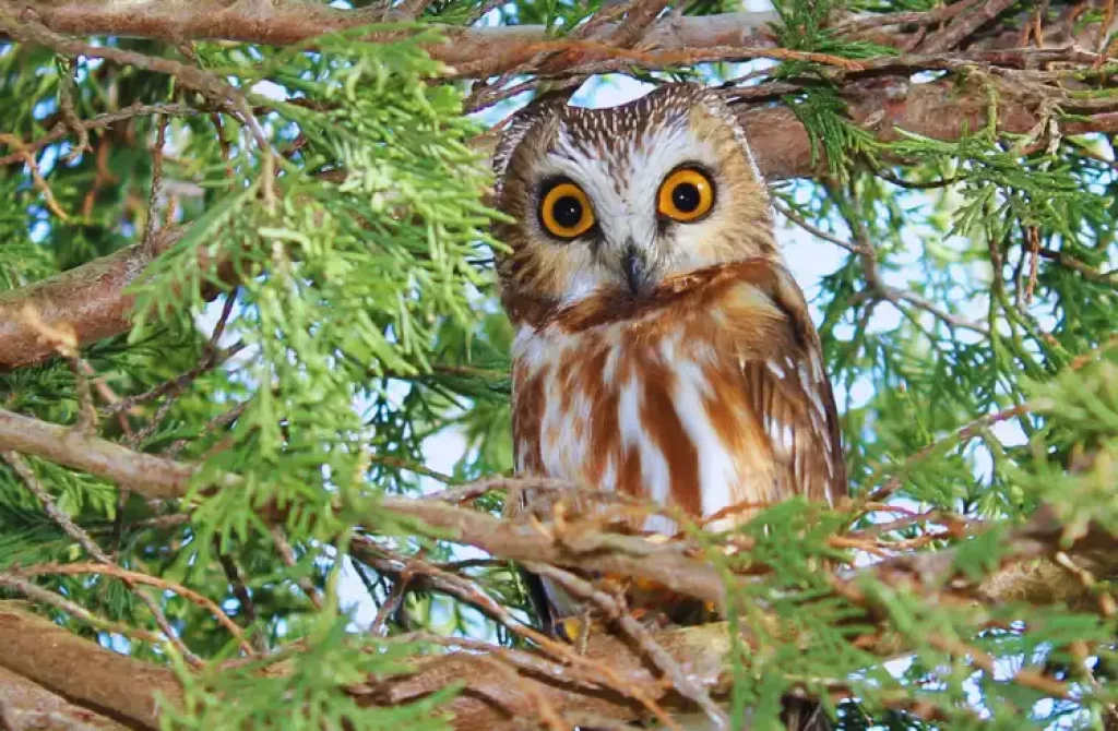 A Northern Saw-whet Owl peached on a tree with green tree leaves around