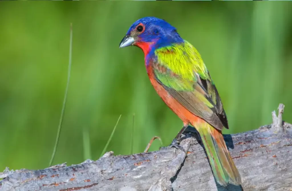 Colorful Painted Bunting bird perched on a weathered log