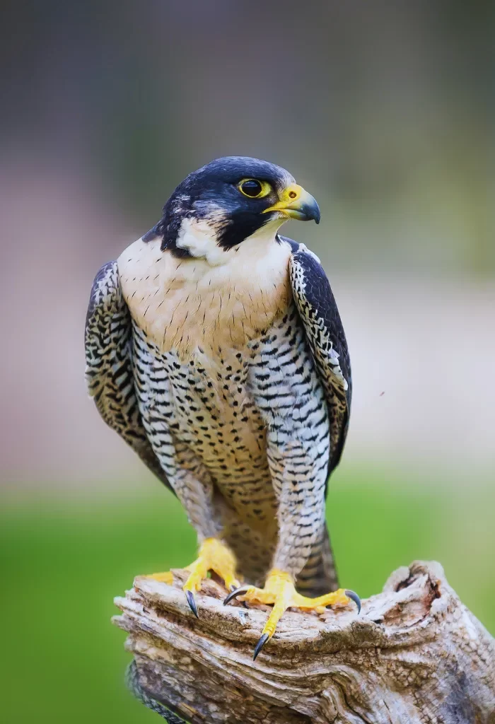 Peregrine Falcon perched on a tree stump with detailed plumage and yellow talons.