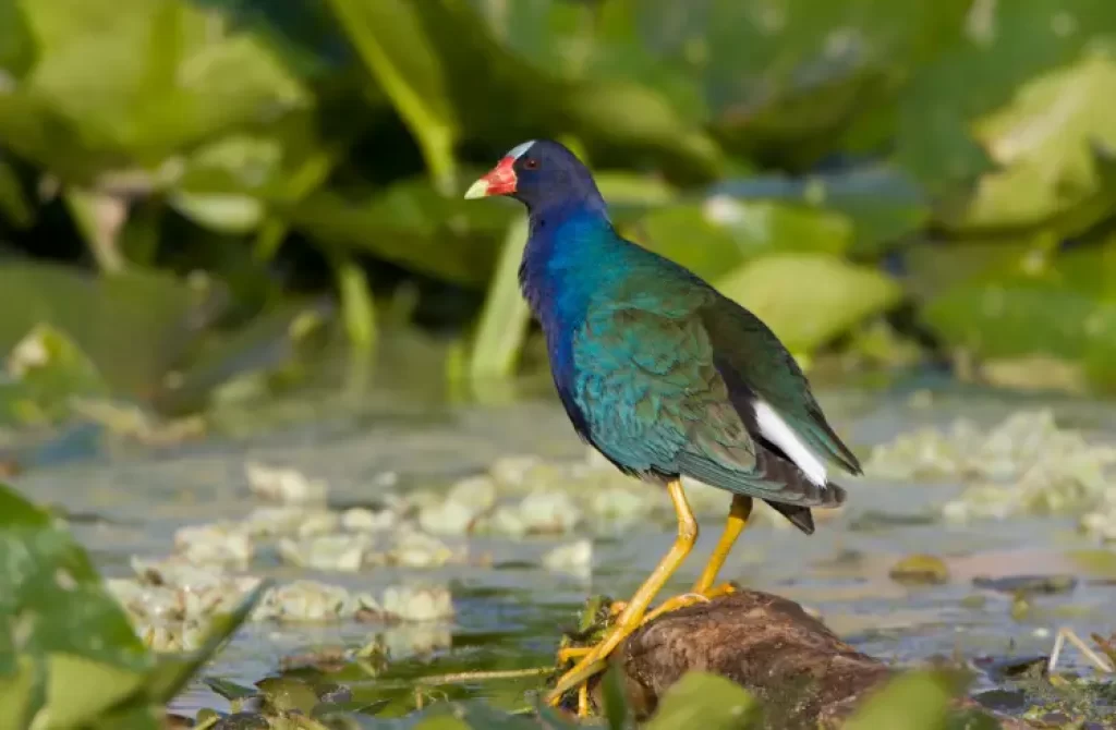 Purple Gallinule standing on a log amidst water lilies.