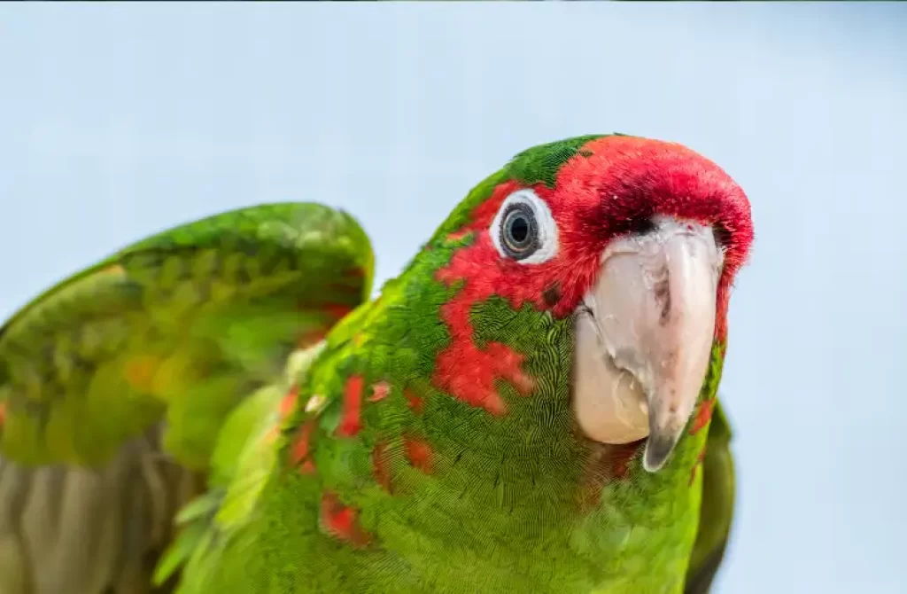 Close-up of a vibrant Red-masked Parakeet with a blue backdrop.